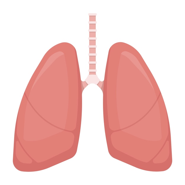 Pulmones humanos aislados sobre fondo blanco Ilustración vectorial Eps 10