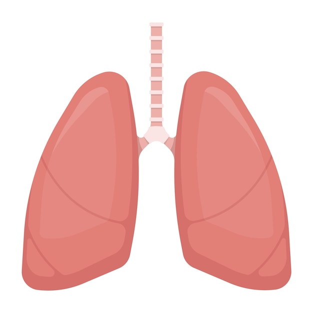 Pulmones humanos aislados sobre fondo blanco ilustración vectorial eps 10