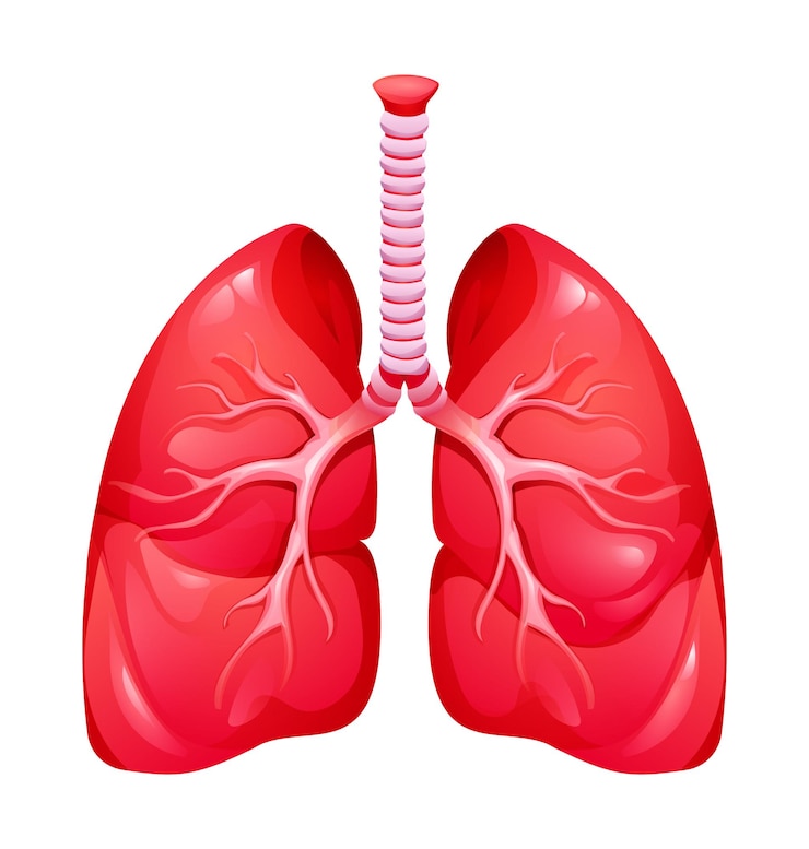 Vector pulmones humanos anatomía del sistema de órganos respiratorios ilustración vectorial aislada sobre un fondo blanco