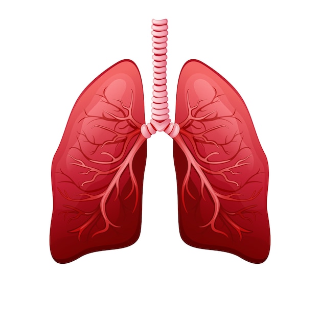 Pulmones humanos sanos, parte del cuerpo humano
