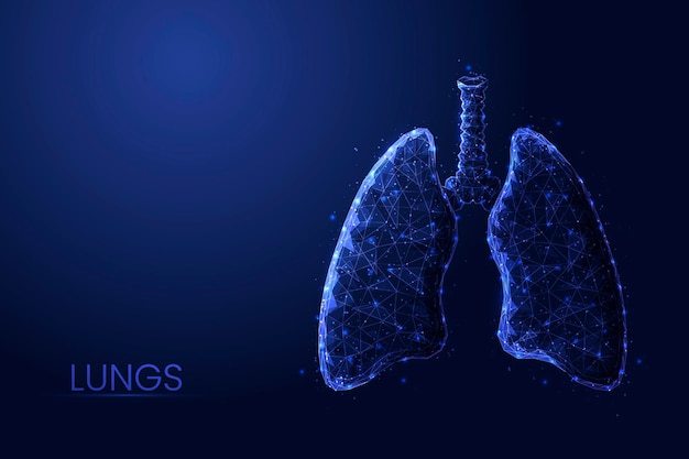 Pulmones humanos y tráquea bajo poli concepto vector ilustración