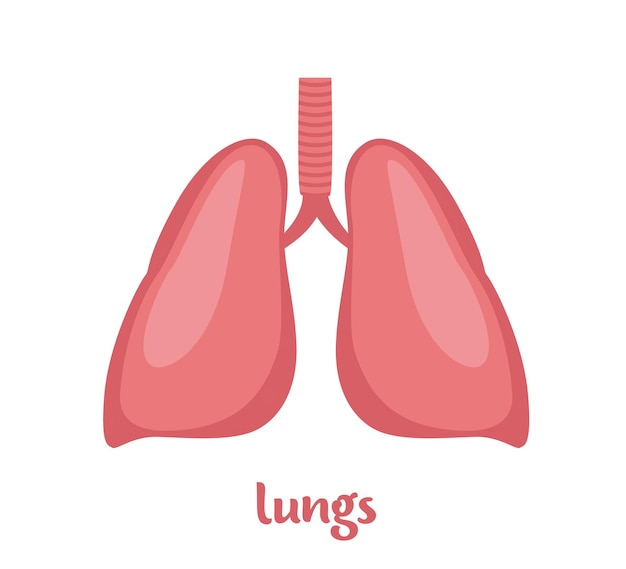 Pulmones órgano interno humano Anatomía del órgano interno Vector icono plano ilustración aislada