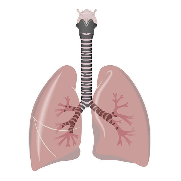 Pulmones órgano interno humano. pulmones humanos.