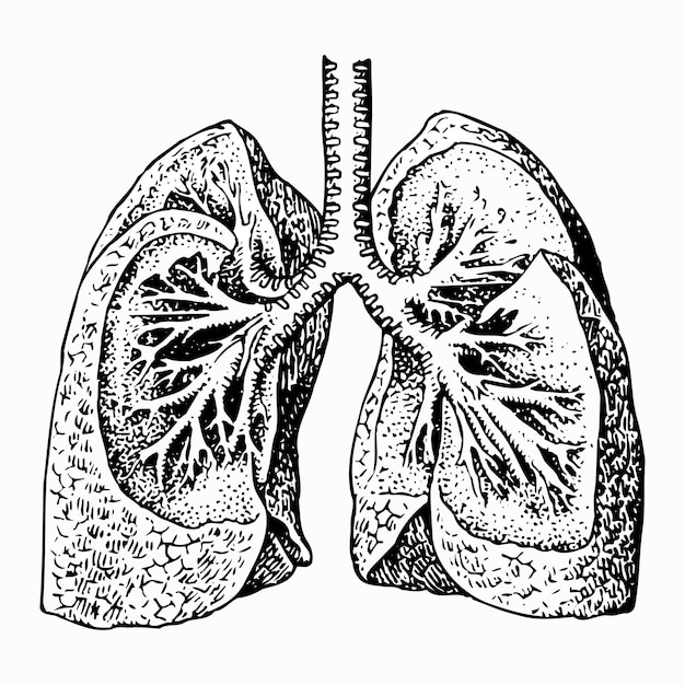 Vector los pulmones