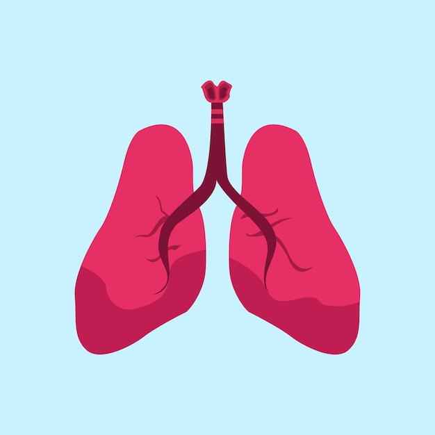 Vector los pulmones