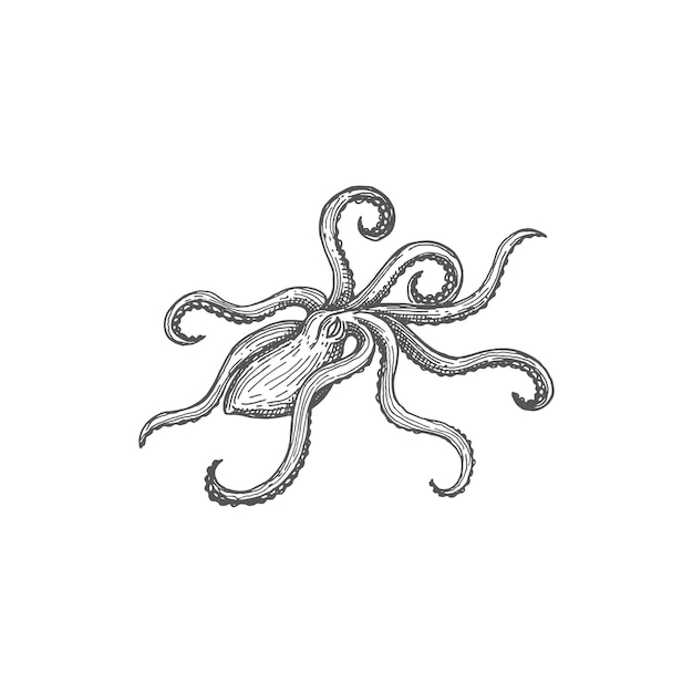Pulpo aislado ocho extremidades molusco kraken monstruo