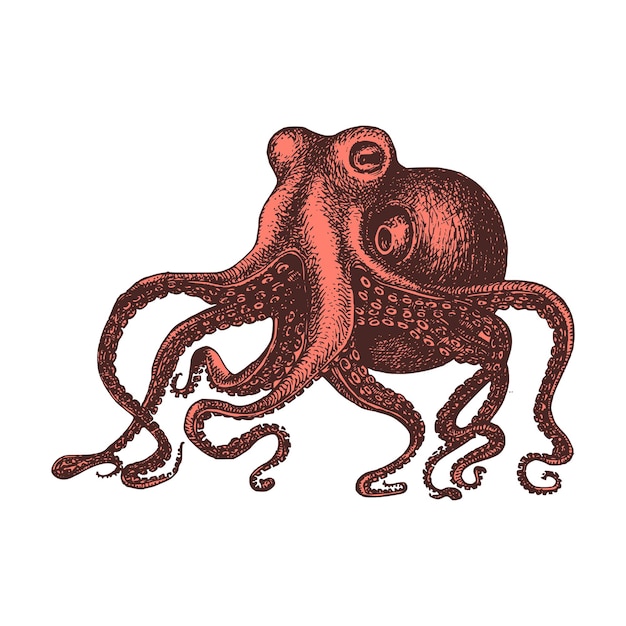 Pulpo, imagen vintage. bosquejo de moluscos en vector.