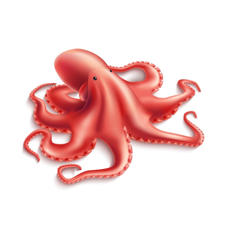 Vector pulpo realista, calamar marino molusco 3d para el diseño del menú del restaurante de mariscos.