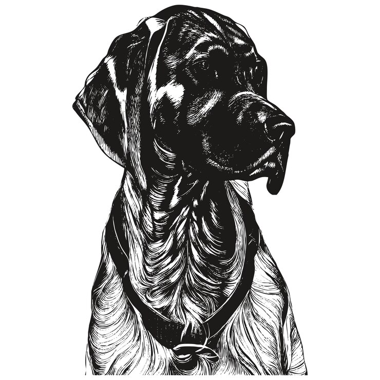 Vector puntero alemán de pelo corto imagen dibujada a mano dibujo en blanco y negro del perro kurzhaar