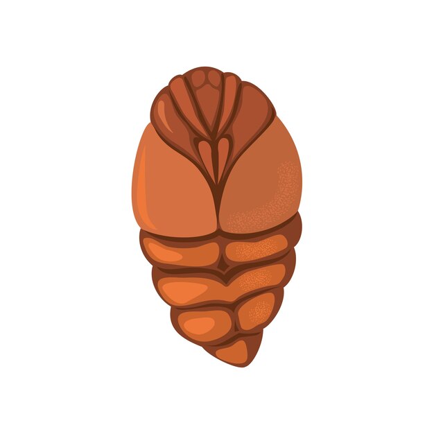 Vector una pupa de gusano de seda sobre un fondo blanco.