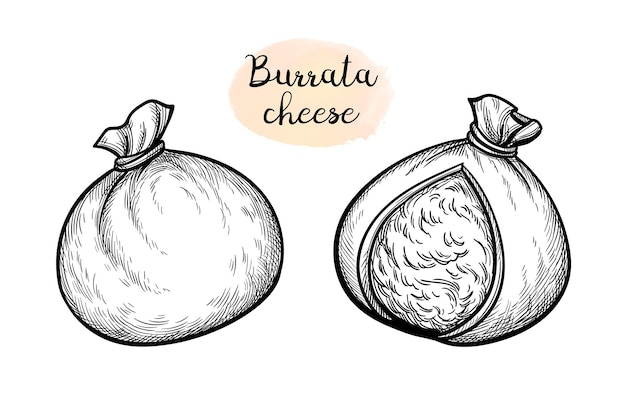 Vector queso burrata. bosquejo de tinta de estilo vintage.