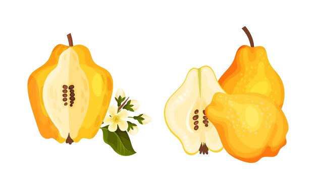 Quince cortado a la mitad y entero con carne ligera con set vectorial de semillas