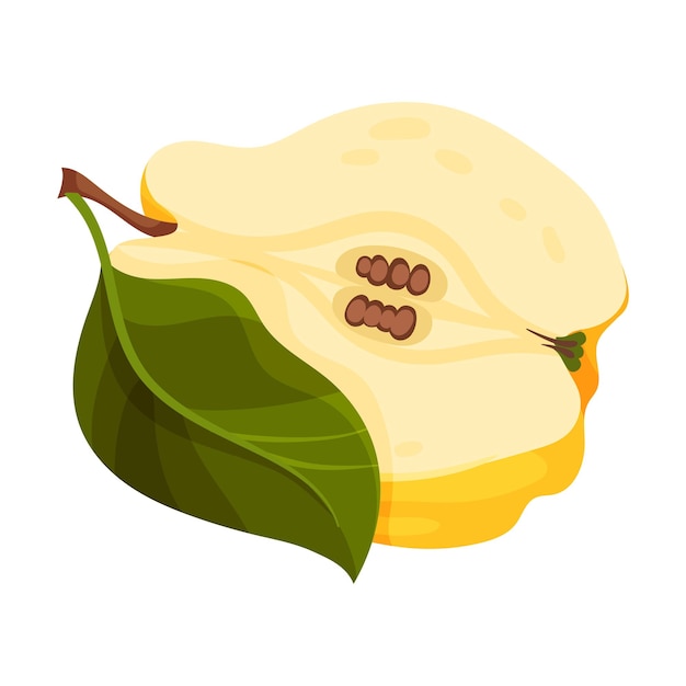 Quince a la mitad que muestra carne clara con ilustración vectorial de semillas