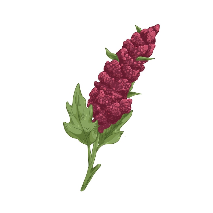 Vector quinoa, planta de cereales de campo con flores, granos. dibujo botánico vintage de cultivo floreciente con semillas. ilustración de vector dibujado a mano detallada realista aislado sobre fondo blanco