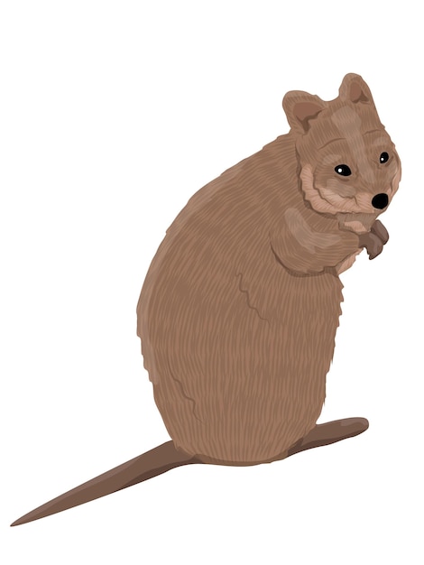 Quokka australiano vector de animales realistas