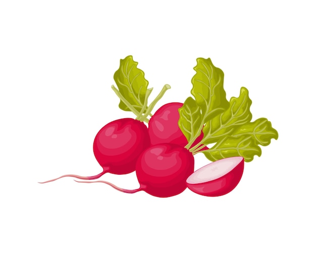 Rábano Imagen de un rábano maduro con hojas Rábano fresco Producto vitamínico de la huerta Producto vegetariano orgánico Ilustración vectorial aislada en un fondo blanco