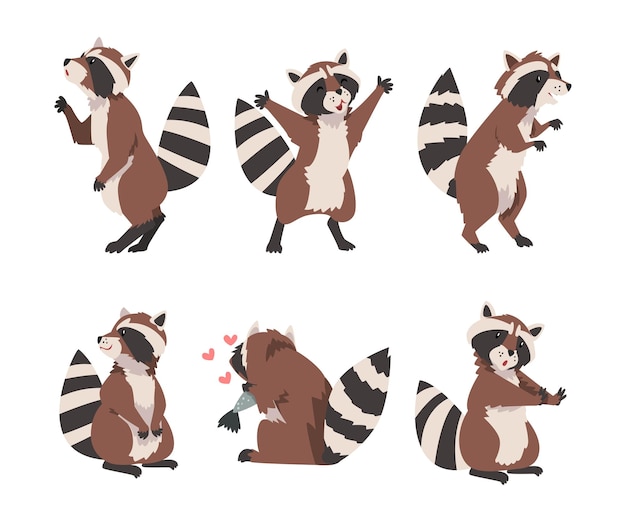 Raccoon gracioso con cola anillada en un conjunto vectorial de posturas diferentes