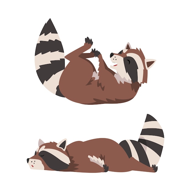 Raccoon gracioso con la cola rayada rodando en su espalda y el conjunto de vectores de mentira