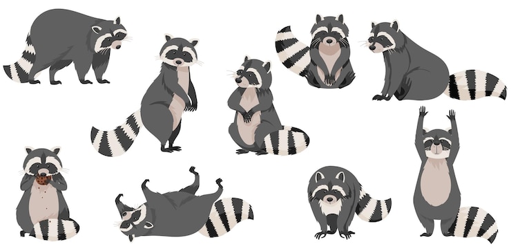 Vector raccoon gracioso con patas delanteras hábiles y conjunto de vectores de cola anillada