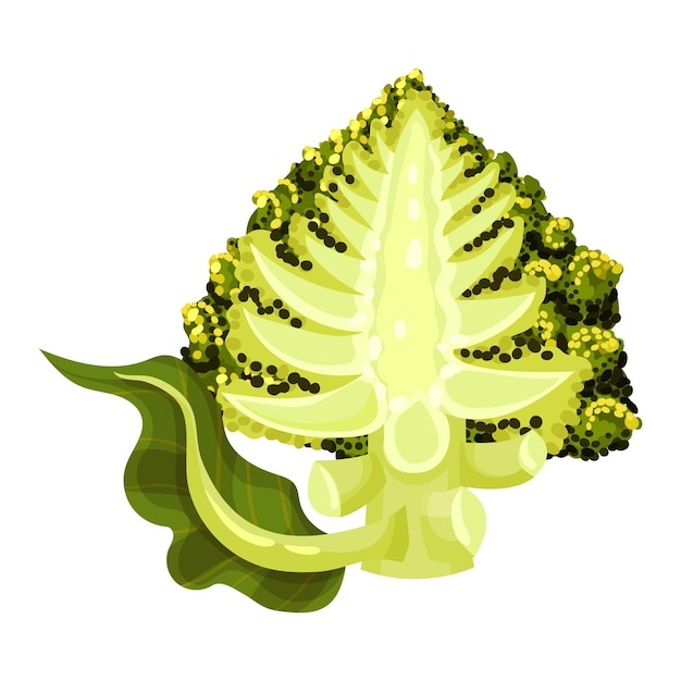 Vector el racimo de flores de repollo romanesco cortado por la mitad aislado en la ilustración vectorial de fondo blanco