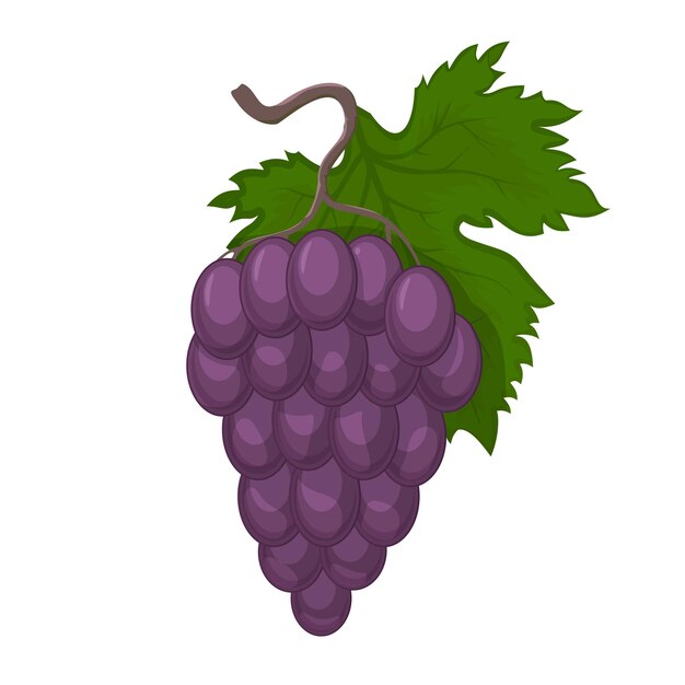 Un racimo fresco de uvas icono púrpura en el dorso blanco