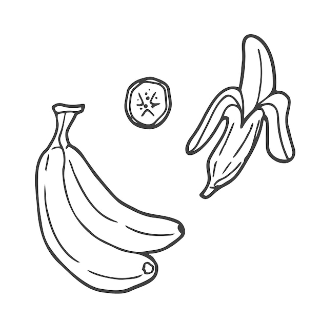 Racimo de fruta de plátano Nutrición orgánica comida saludable Grabado dibujado a mano vector retro vintage