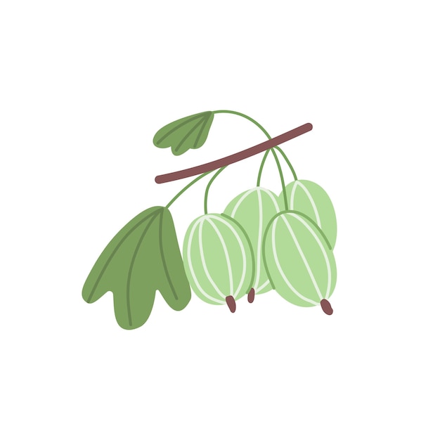 Racimo de grosellas espinosas verdes que crecen en rama Jardín bayas frescas con hoja Planta alimenticia de vitamina Ilustración de vector plano coloreada aislada sobre fondo blanco