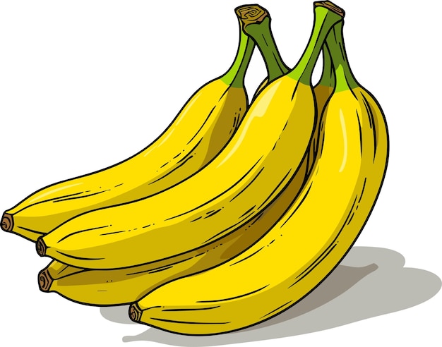 Racimo de plátanos amarillos maduros aislados sobre fondo blanco Imagen en color vectorial