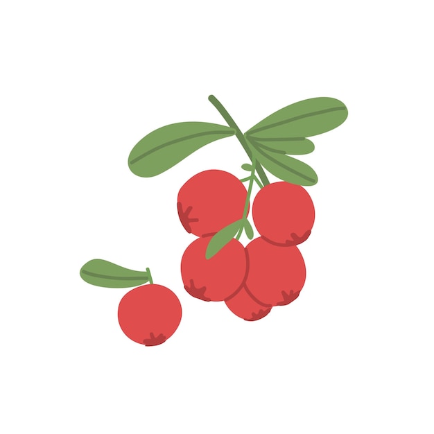 Racimo de serbal que crece en rama con hoja bayas rojas frescas en planta de fruta de otoño ilustración de vector plano coloreada aislada sobre fondo blanco