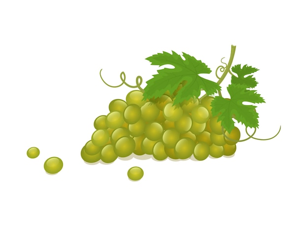 Racimo de uvas blancas ilustración vectorial isométrica en estilo plano en blanco