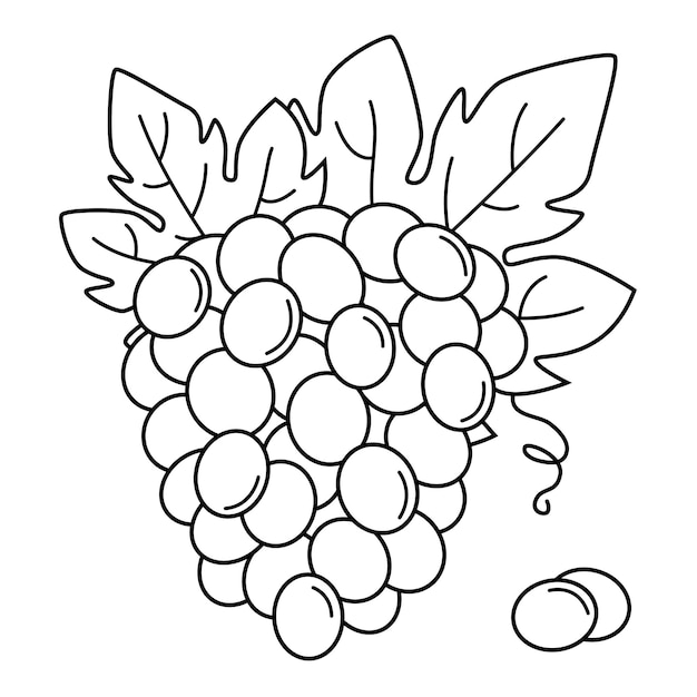 Racimo de uvas. Dibujo en blanco y negro de uvas con hojas.