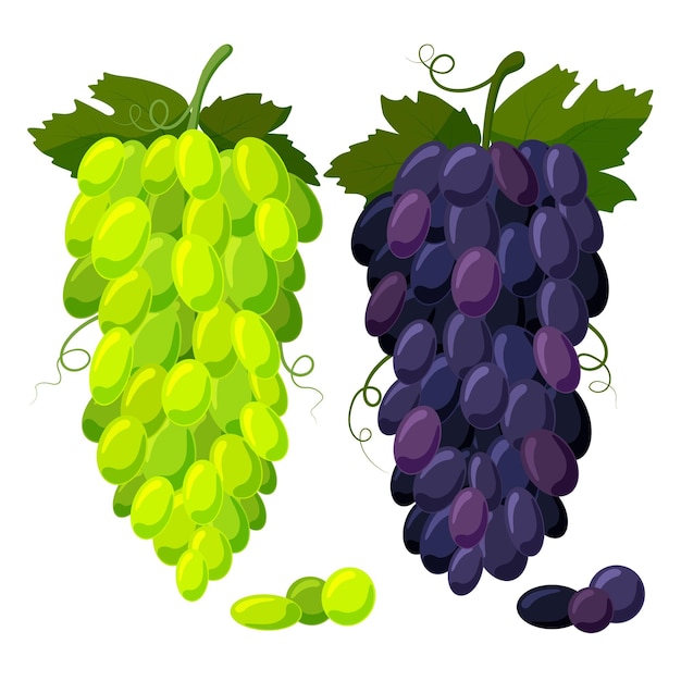 Un racimo de uvas con hojas verdes Ilustraciones de uvas uvas azules y verdes