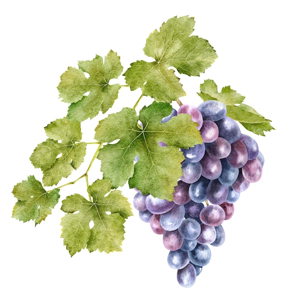 Un racimo de uvas con hojas Vid de uva Ilustraciones de acuarela aisladas