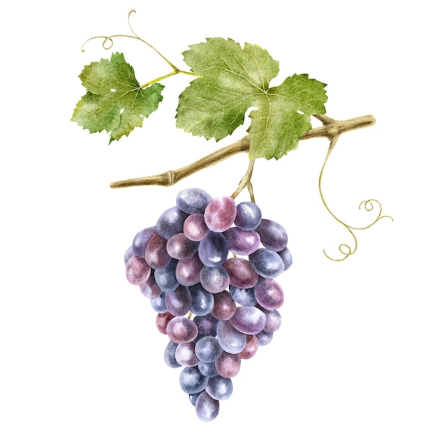 Un racimo de uvas con hojas Vid de uva Ilustraciones en acuarela
