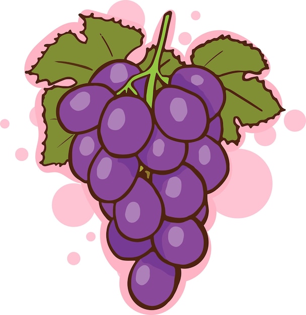 Vector un racimo de uvas moradas sobre un fondo blanco.