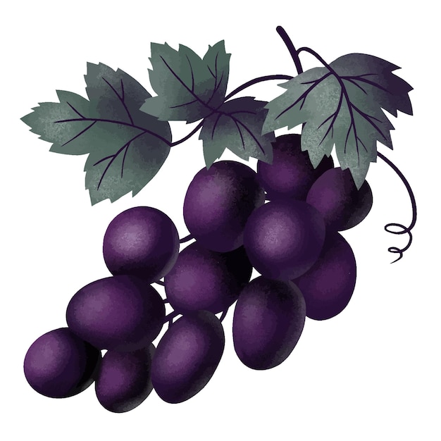 Racimo de uvas en una rama de color violeta con hojas aisladas sobre fondo blanco