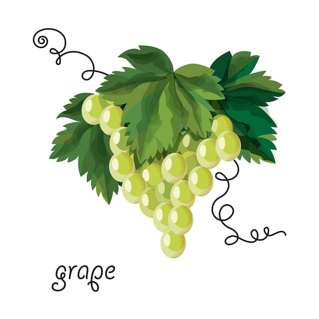 Racimo de uvas en técnica de acuarela vectorial