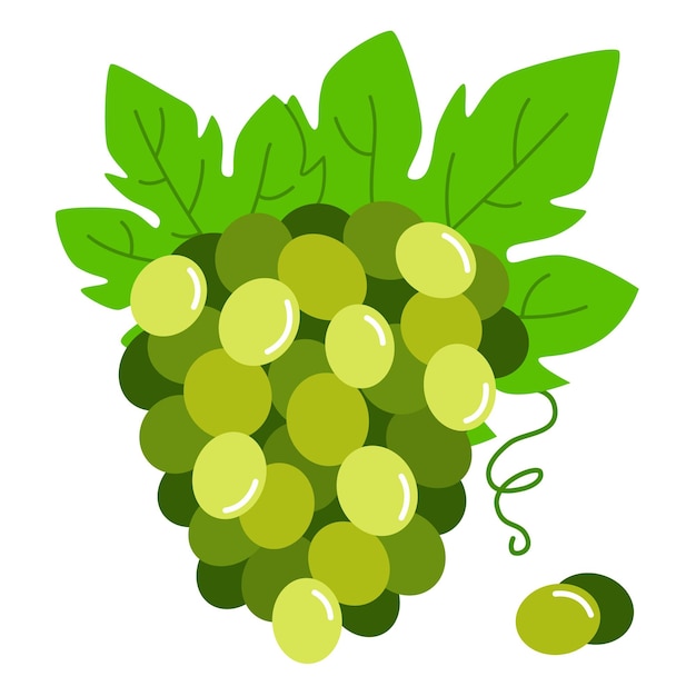 Racimo de uvas verdes. Ilustración vectorial de uvas maduras con hojas.