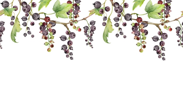 racimos de grosella espinosa con hojas en la rama bayas maduras casseille jostaberry juneberry mano