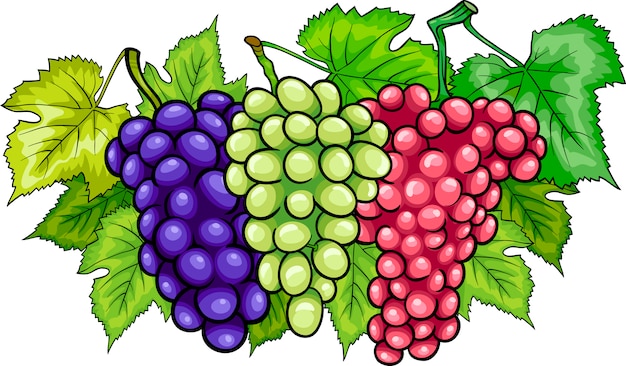 racimos de uvas dibujos animados ilustración