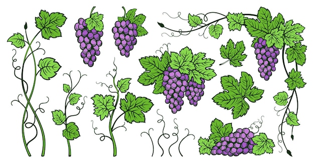 Racimos de uvas, hojas de parra, conjunto vintage, boceto a tinta, contorno dibujado, uvas, diseño de grabado, baya de vino