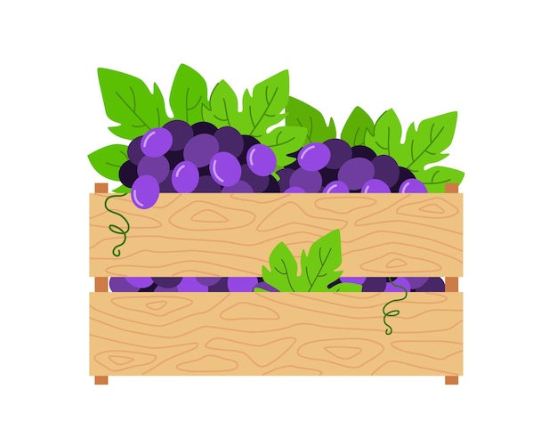 Racimos de uvas moradas en caja de madera Ilustración vectorial de cosecha de frutas Dibujo de bayas de uvas con hojas