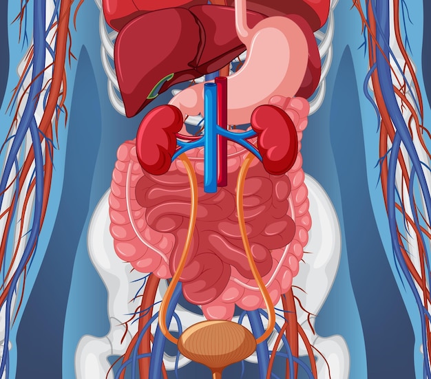 Vector radiografía del cuerpo humano con órganos internos