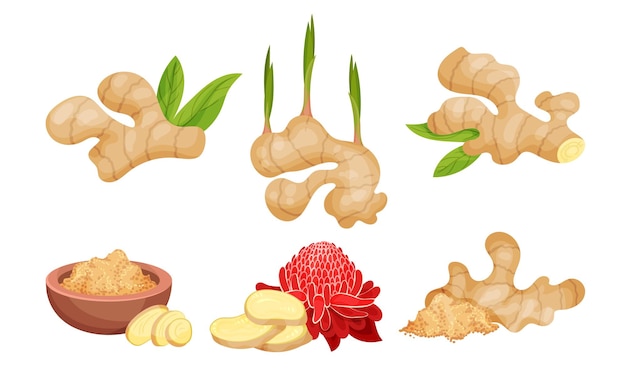 Raíces y flores de jengibre aisladas en fondo blanco Conjunto vectorial Aromático y picante para té y otras necesidades de cocina