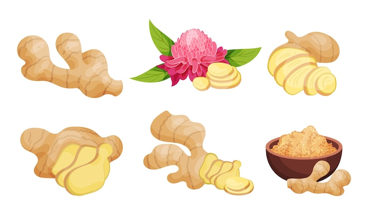 Vector raíces de jengibre y polvo en cuenco de cerámica aislado en fondo blanco conjunto vectorial aromático y picante para té y otras necesidades de cocina