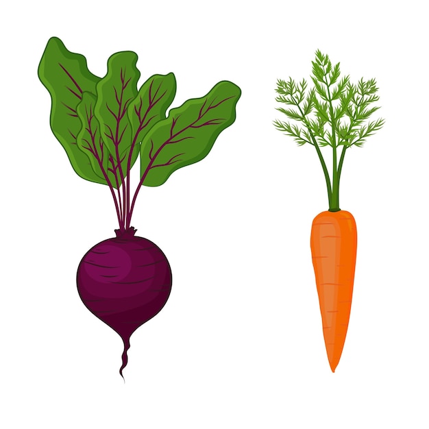 Vector raíces vegetales zanahoria y remolacha