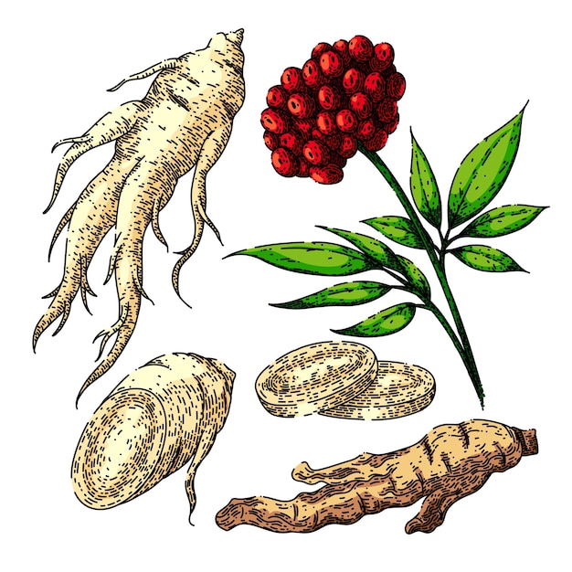 Raíz de ginseng conjunto boceto vector dibujado a mano