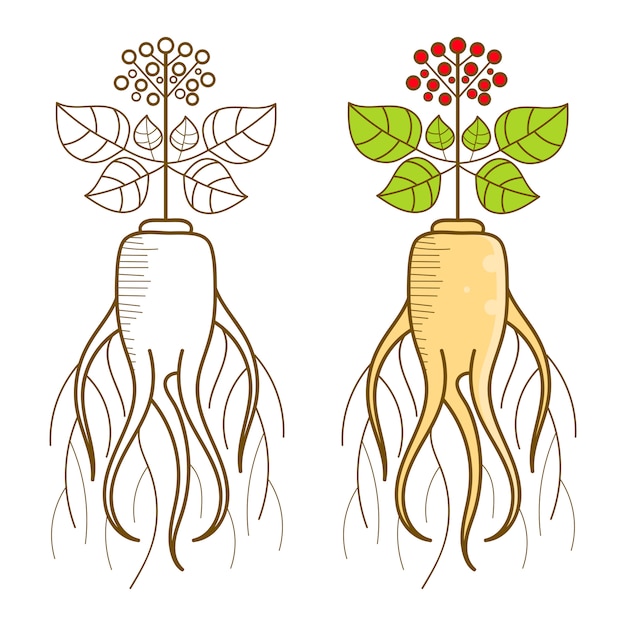 Una raíz de ginseng y una parte de la planta.