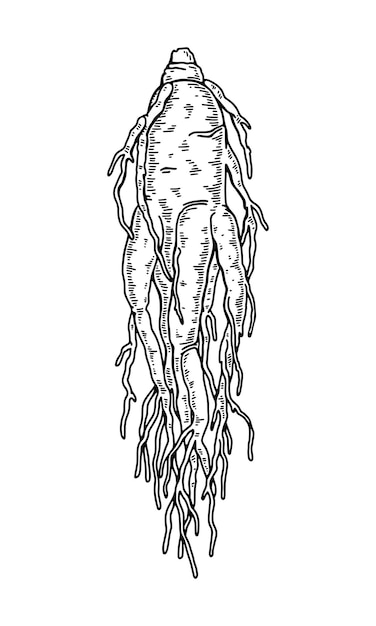 Raíz de ginseng salvaje dibujada a mano aislada sobre fondo blanco Ilustración de vector botánico