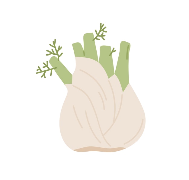 Raíz de hinojo en forma de bulbo con hojas. Icono de verdura orgánica verde. Planta fresca de finocchio aromático crudo. Ilustración de vector plano coloreado de alimentos saludables aislado sobre fondo blanco.